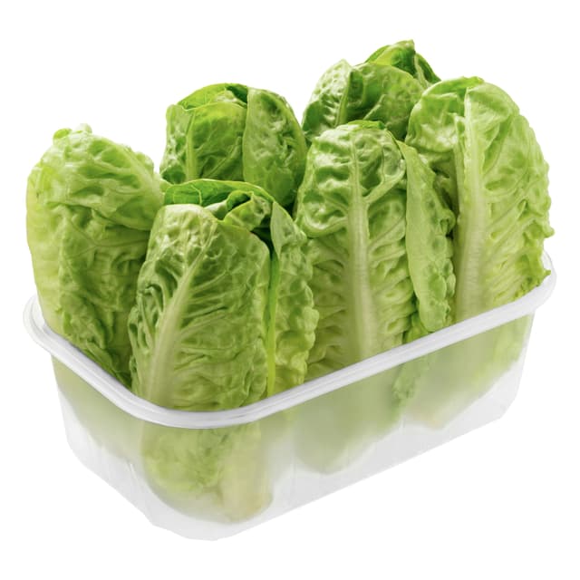 Cogollos corazón de lechuga