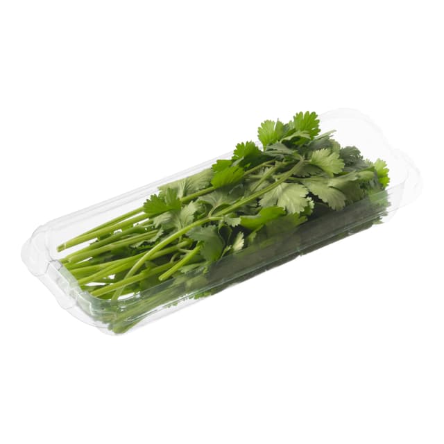 Cilantro