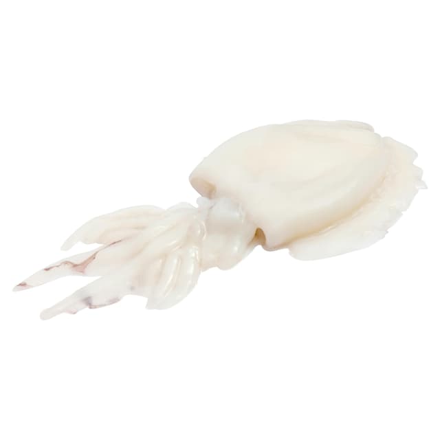 Sepia limpia